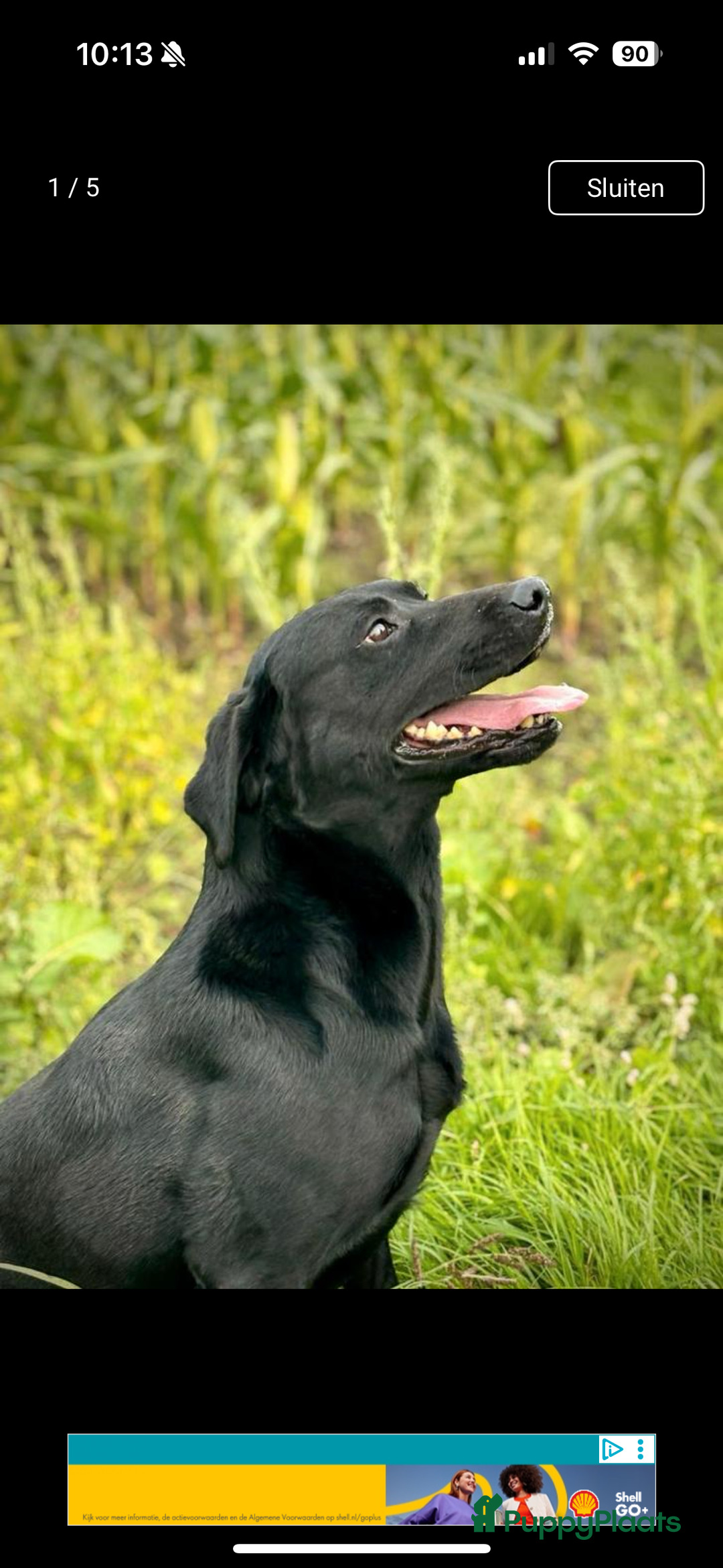 Kruising honden te koop: Labrador puppy’s - Advertentie 3