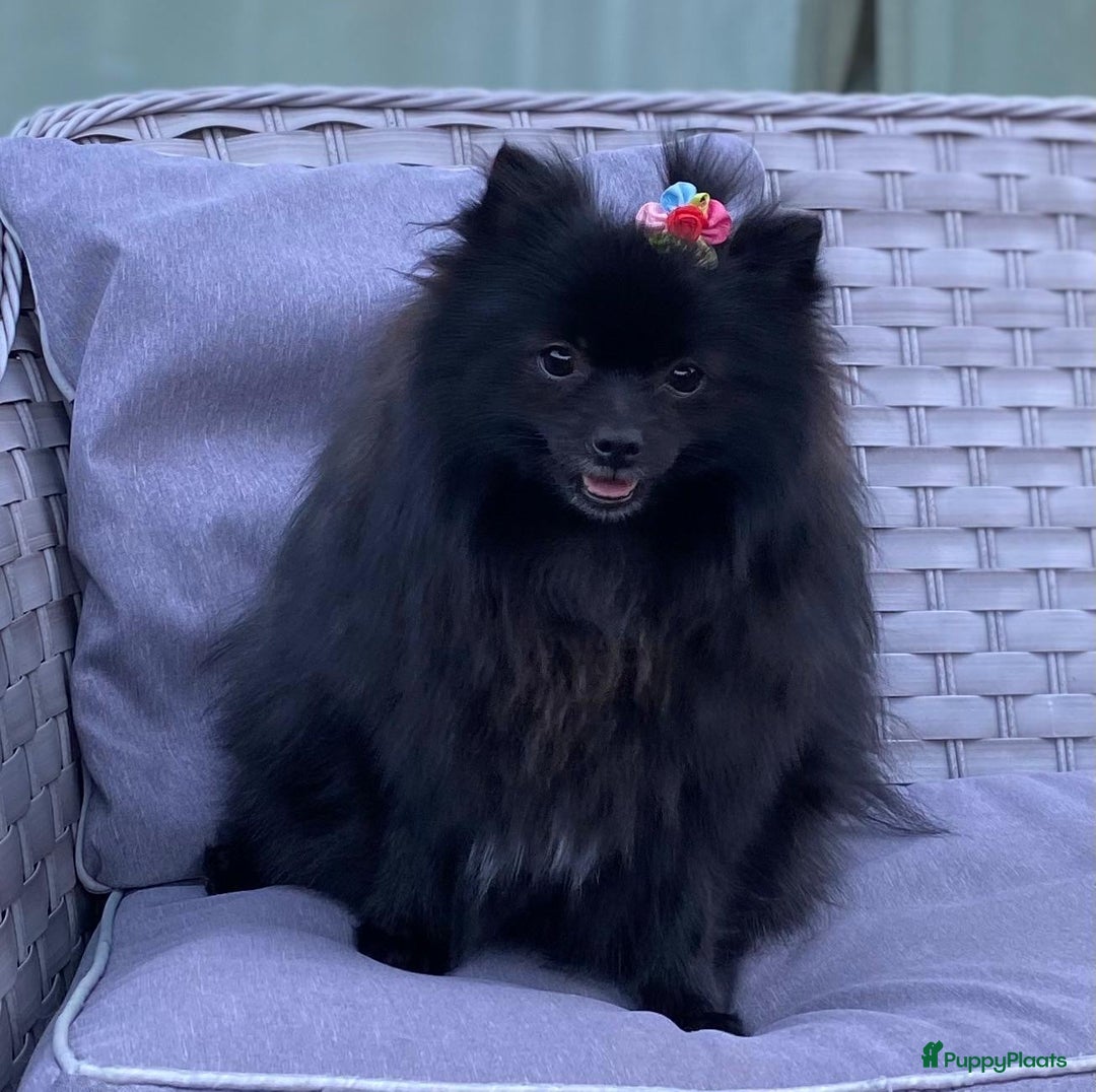 Pomeriaan honden te koop: Prachtige Pomeriaan pups  - Advertentie 10