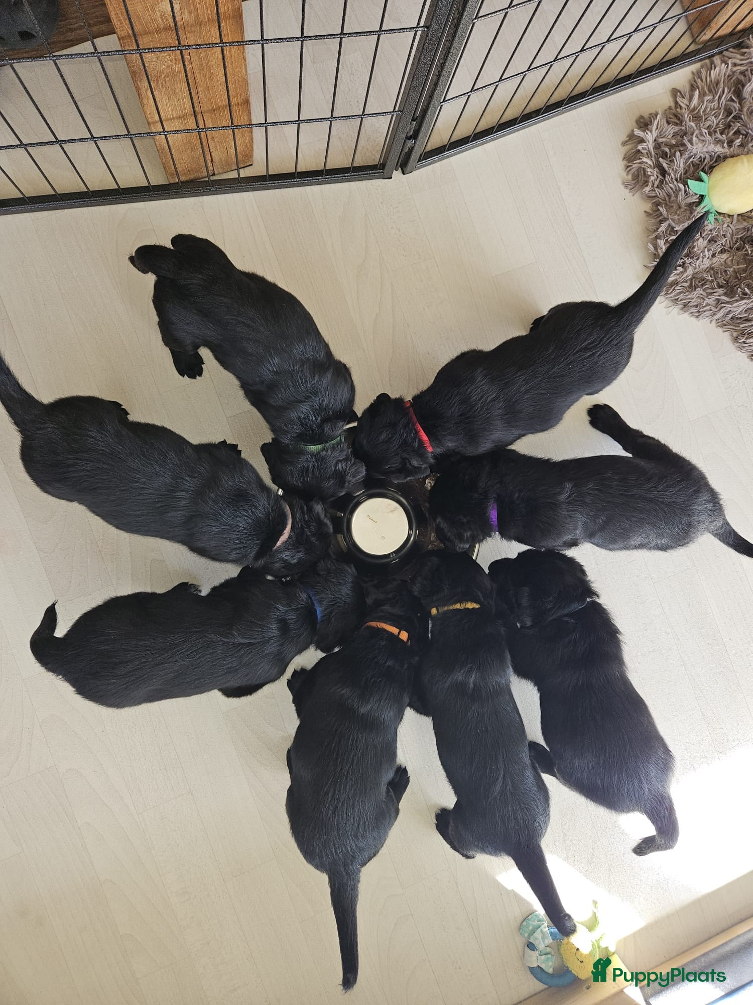 Labradoodle honden 8 super mooie labradoodle  - Advertentie 5