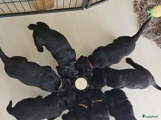 Labradoodle honden 8 super mooie labradoodle - Advertentie 5