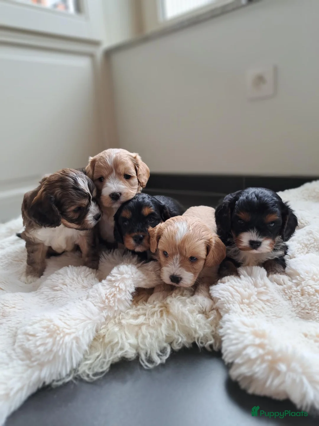 Cavapoo honden te koop: Mooie Cavapoo pupjes 🥰 in Bergeijk - Advertentie 14