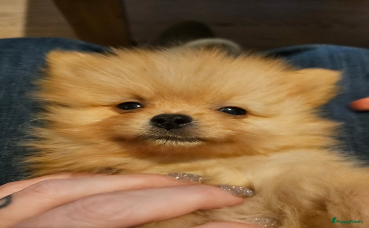 Pomchi honden Pomeriaan x pomchi mag per direct verhuizen! - Advertentie 1