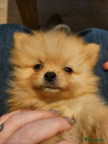Pomchi honden Pomeriaan x pomchi mag per direct verhuizen! - Advertentie 1