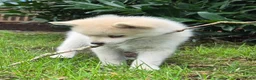 Kruising honden te koop: Pomsky pups (1/4 Shiba inu) - Advertentie 13