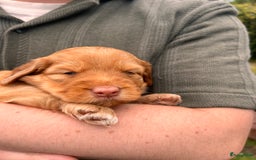 Kruising honden te koop: Bijzonder mooie combi: Toller X Teckel kruising, - Afbeelding 8