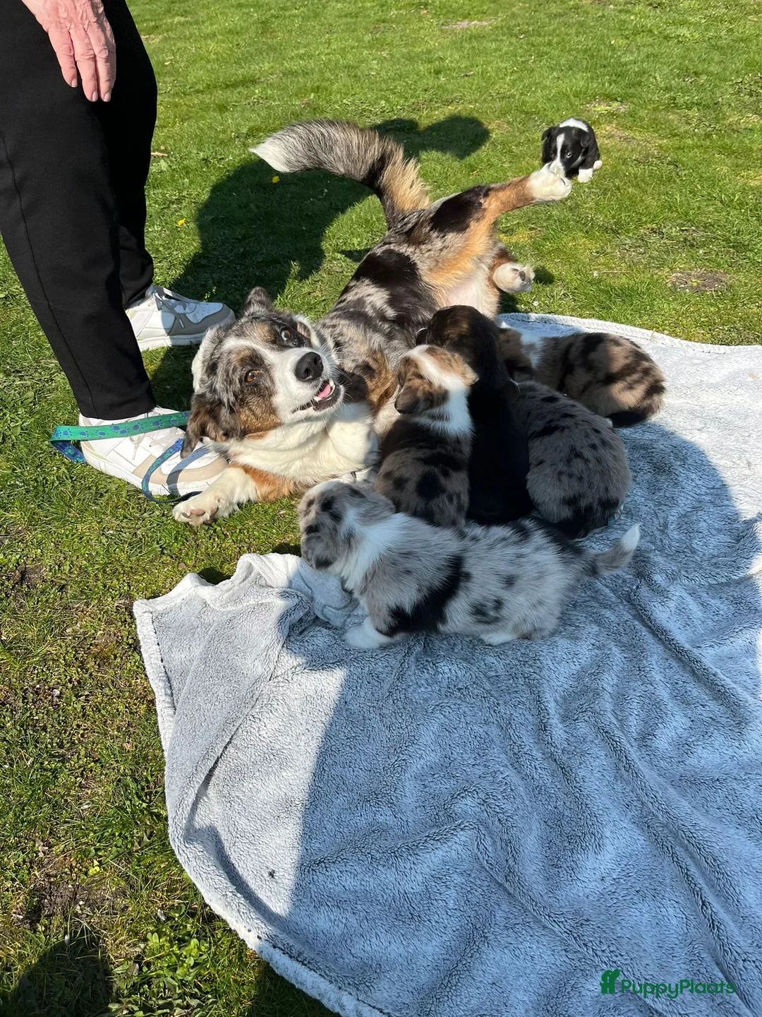 Welsh Corgi Cardigan honden te koop: Mooie Welsh Corgi Cardigan pups te koop - Advertentie 9