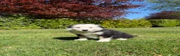 Kruising honden te koop: Australian Shepherd x Border Collie pups - Advertentie 24