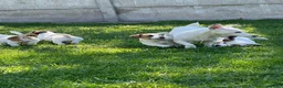 Jack Russel Terriër honden te koop: Jack Russel Terriër puup in Maastricht - Advertentie 3
