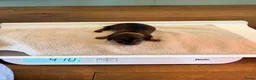 Dwergteckel honden te koop: 5 silky wire dwergteckelpups - Advertentie 11
