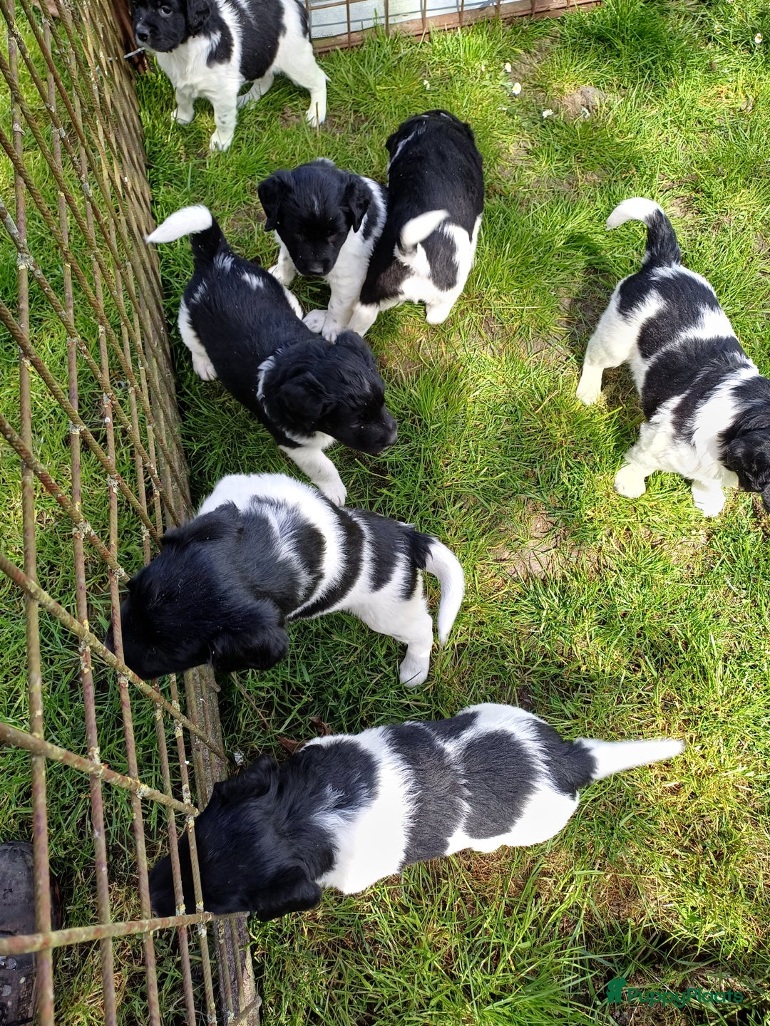 Friese Stabij honden te koop: Te koop 3 Friese stabij reutjes - Afbeelding 3