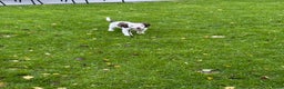 Engelse Springer Spaniel honden te koop: Lieve pup zoekt warm nest - Advertentie 2