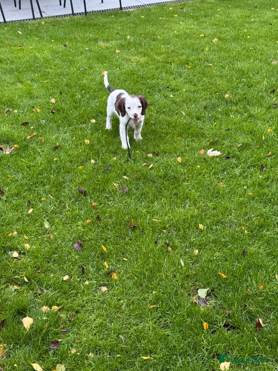 Engelse Springer Spaniel honden te koop: Lieve pup zoekt warm nest - Advertentie 2