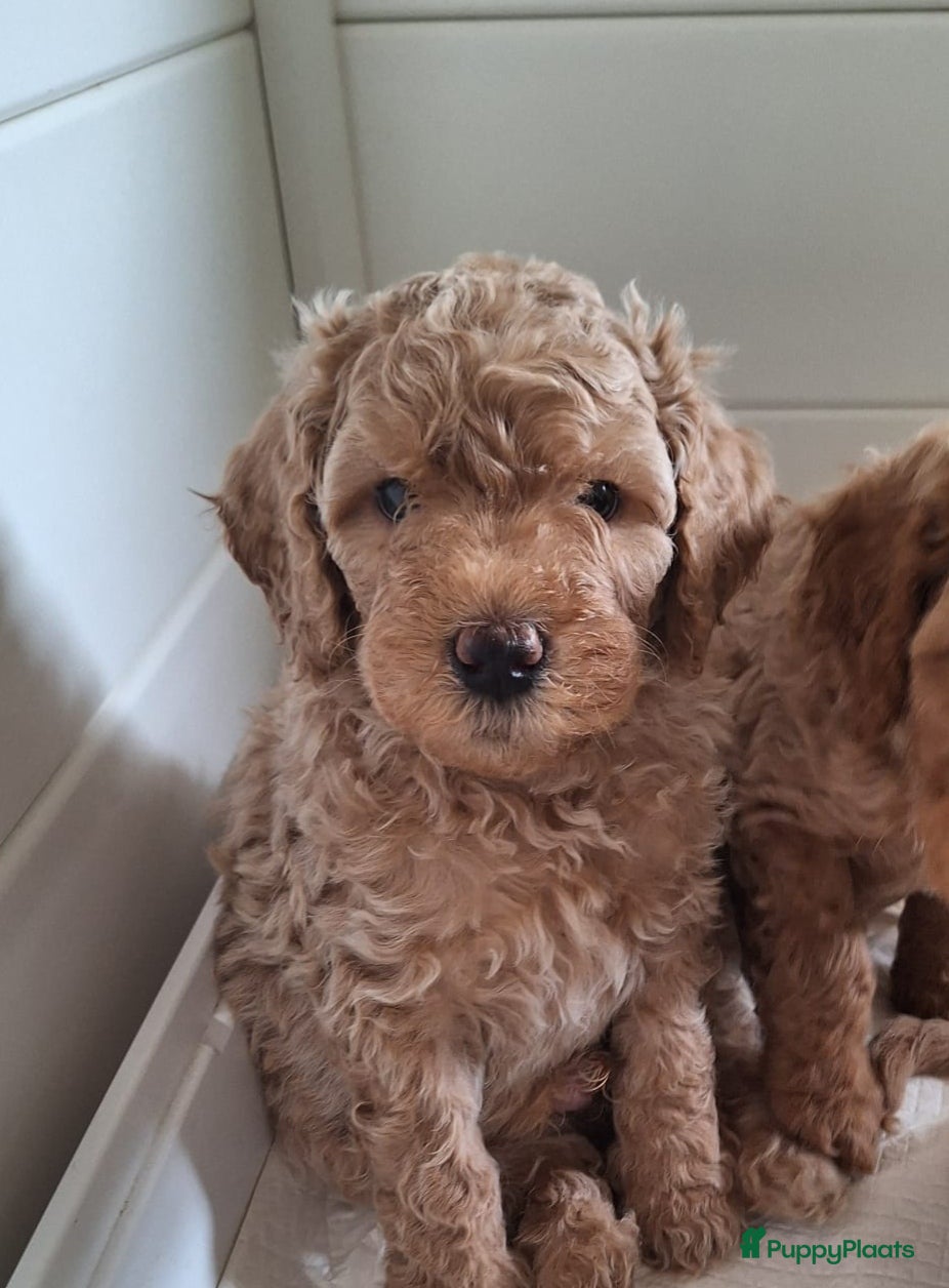 Labradoodle honden Nog 1 prachtig labradoodle reutje beschikbaar  - Advertentie 3