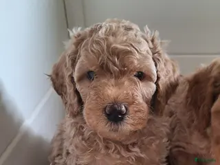 Labradoodle honden Nog 1 prachtig labradoodle reutje beschikbaar - Advertentie 3