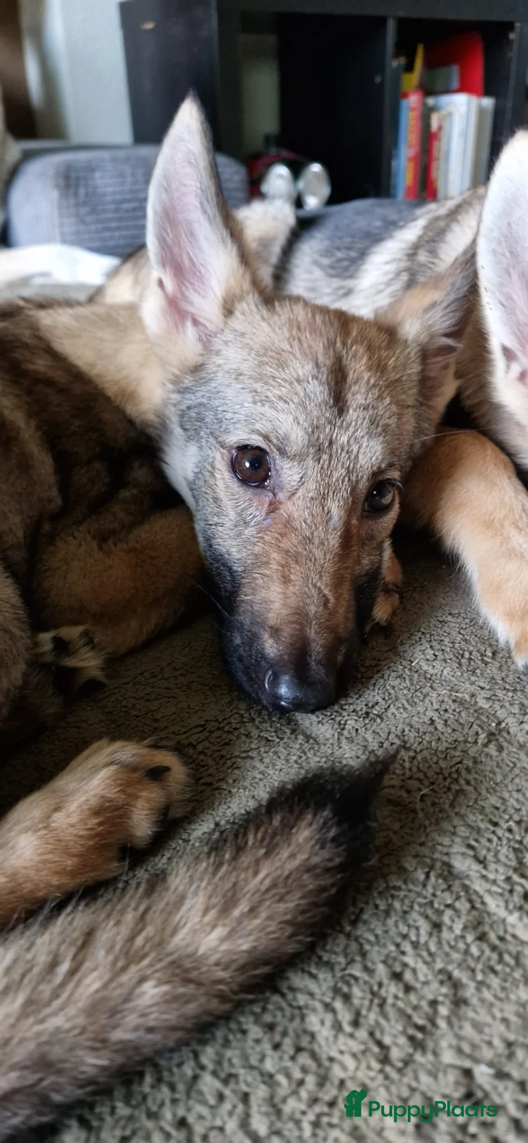 Kruising honden te koop: Tsjechoslowaakse Wolfhond x Tervuerense Herdertjes - Advertentie 6