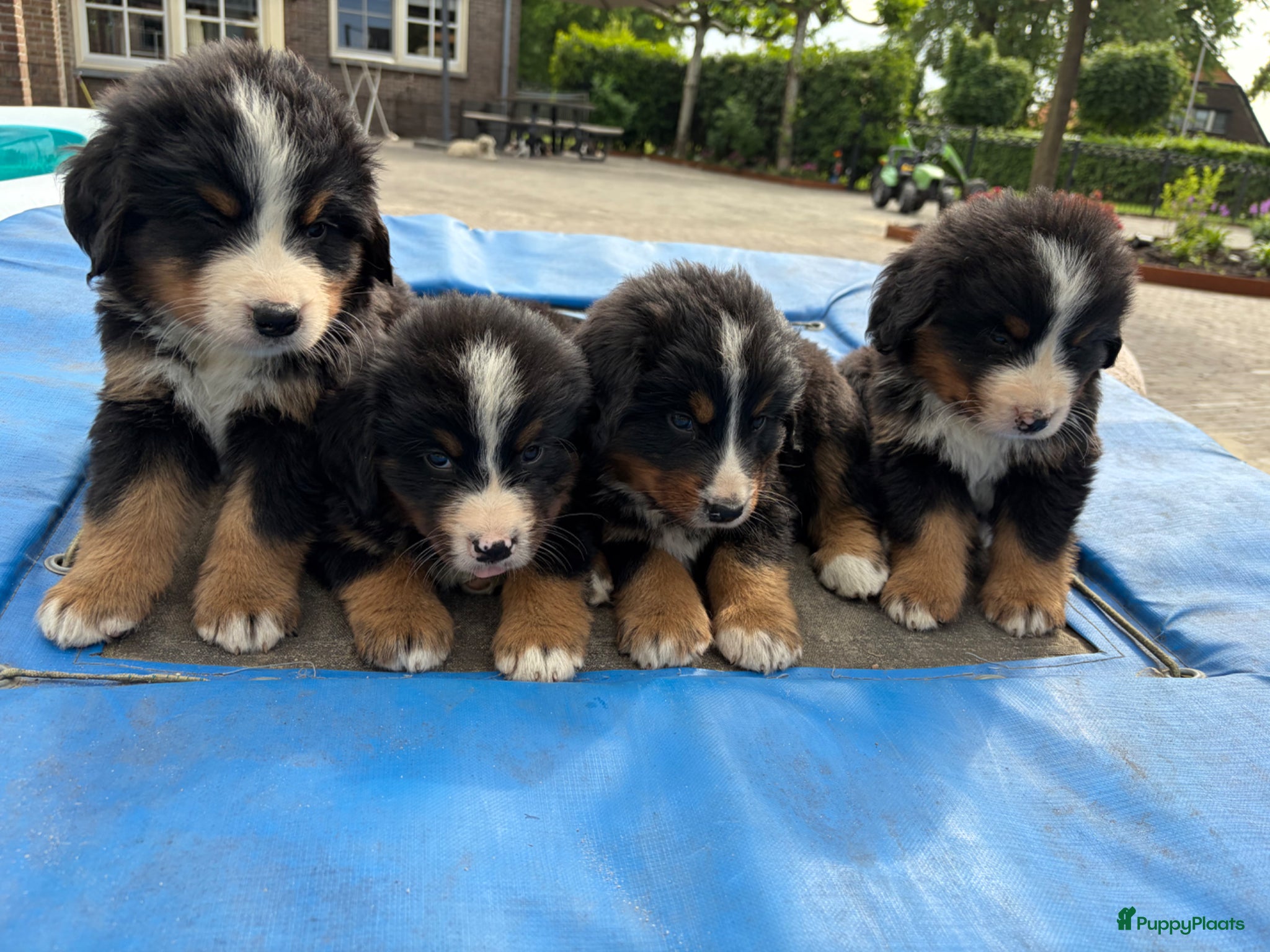 Berner Sennenhond honden 4 reutjes Berner sennen - Advertentie 1