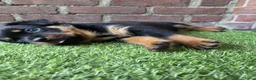 Rottweiler honden te koop: 8 Rottweiler pups. - Advertentie 9