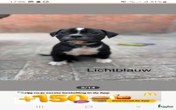 Old English Bulldog honden te koop: Old english bulldog x pocket bully xl  - Afbeelding 11