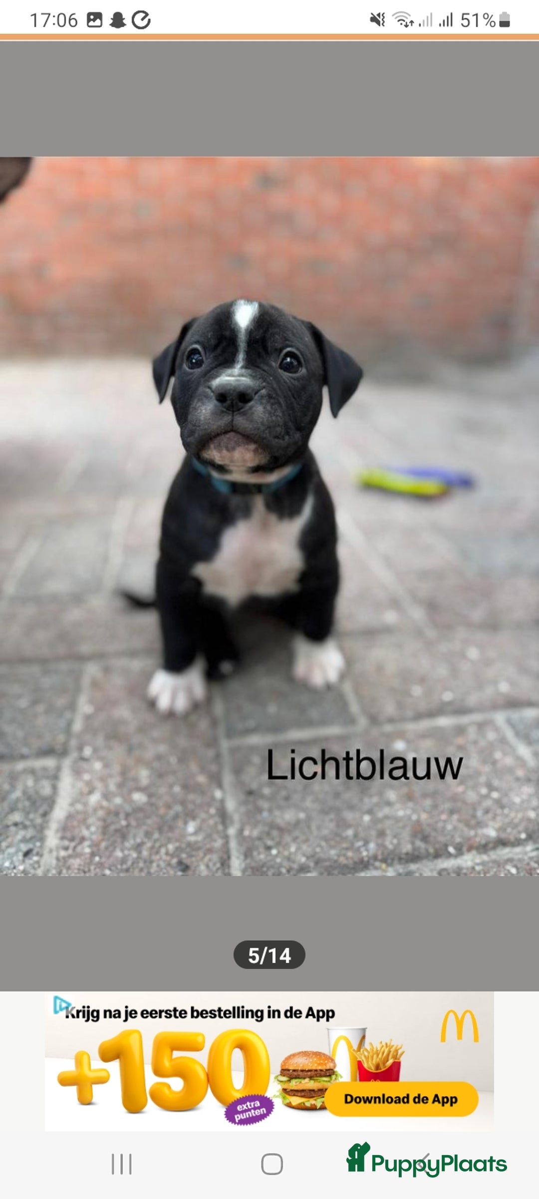 Old English Bulldog honden te koop: Old english bulldog x pocket bully xl  - Afbeelding 11