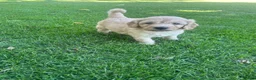 Labradoodle honden te koop: Labradoodle mini pups F3 reutjes blond/abrikoos - Advertentie 3