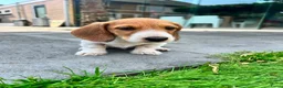 Ruwhaar Teckel honden te koop: Ruwharige piebald teckel - Advertentie 13