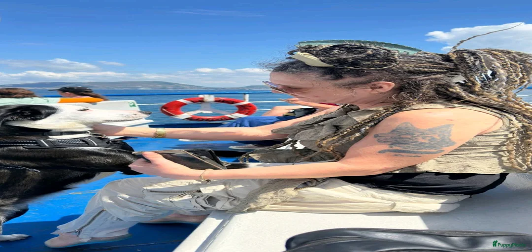 Galerij afbeelding {{count}}