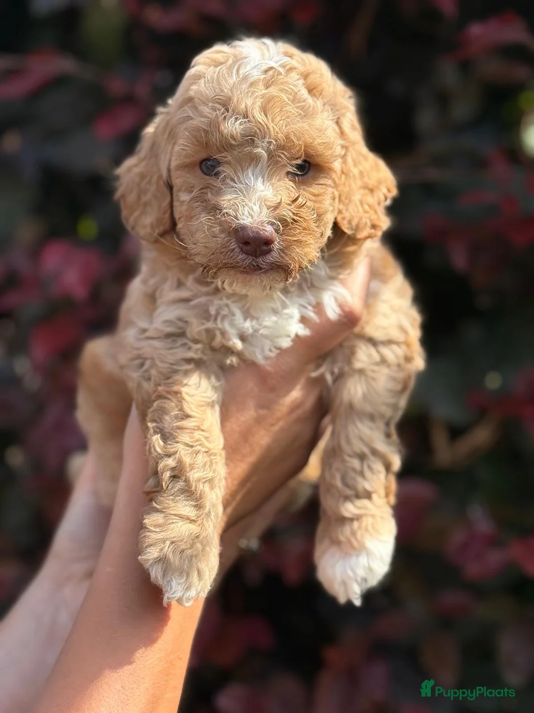 Labradoodle honden te koop: Mooie mini labra doodle pups zoeken nieuw thuis! - Advertentie 2