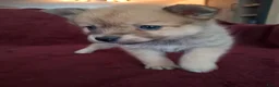 Pomsky honden te koop: 5 pomsky pups - Advertentie 14