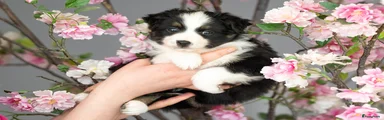 Australian Shepherd Puppy 3
