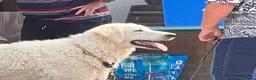 Kuvasz honden te koop: **Bijzondere Kuvasz pups uit een droomcombinatie** - Advertentie 22