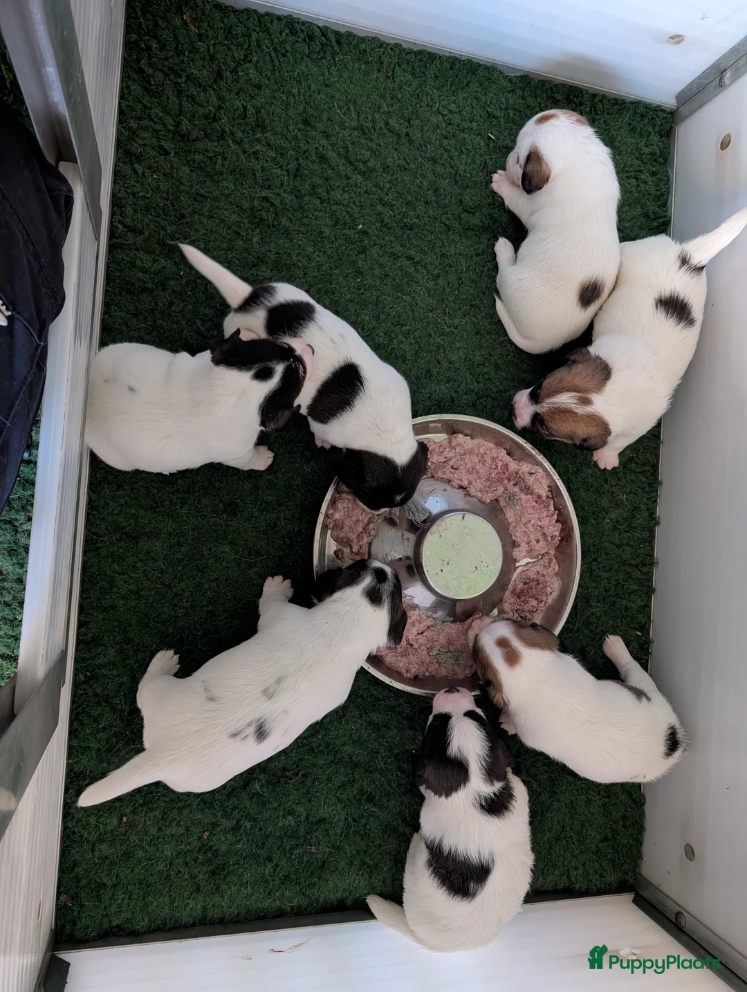 Jack Russel Terriër honden te koop: Mooie Jack Russell pups met stamboom  - Advertentie 2