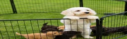Maltipoo honden te koop: Prachtige Maltipoo pups beschikbaar  - Advertentie 9
