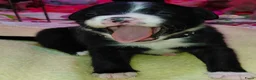 Kruising honden te koop: Nog 4 lieve unieke Mix puppy's. - Advertentie 20