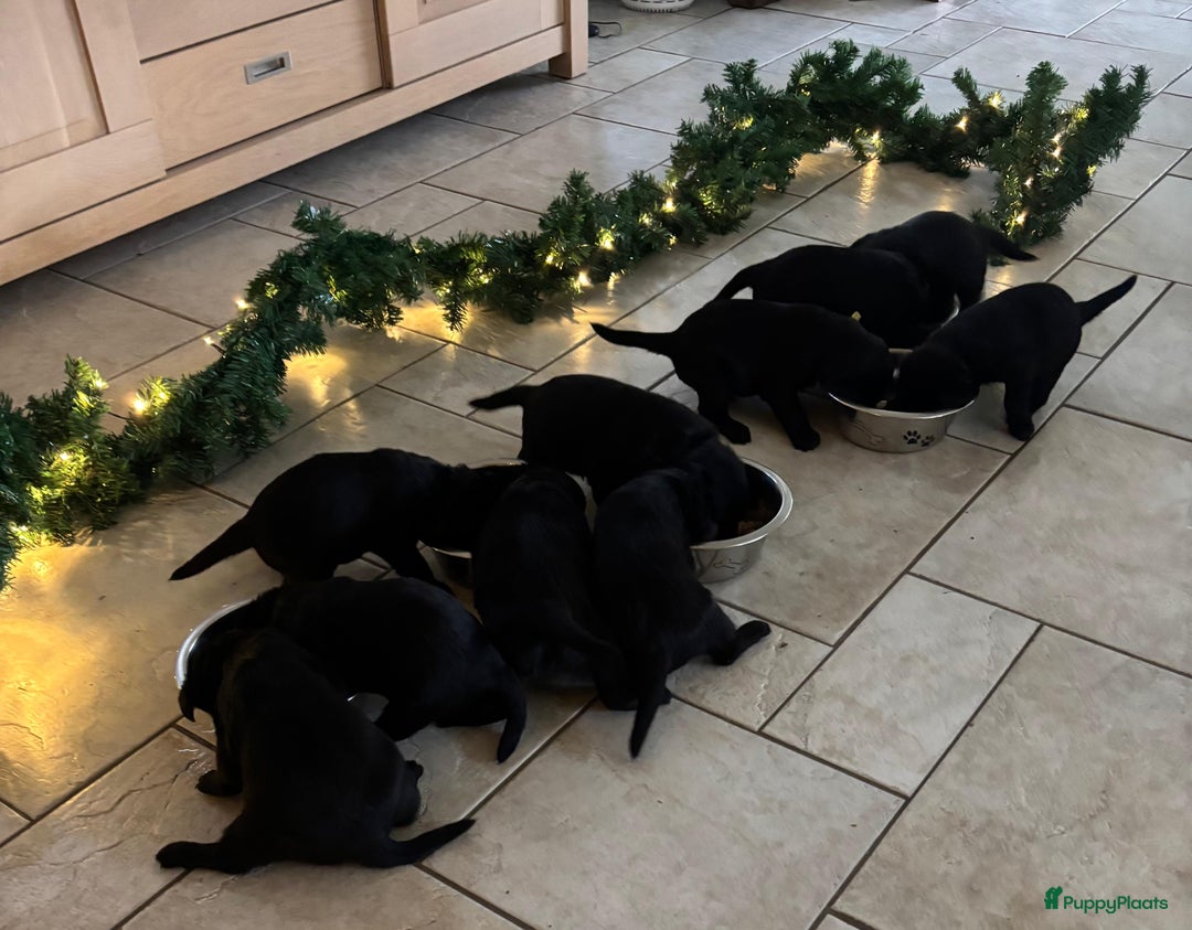 Kruising honden te koop: Puppy’s te koop – Labrador x Riesenschnauzer mix - Advertentie 29