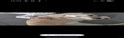 Goldendoodle honden te koop: Golden doodle pups  - Advertentie 9