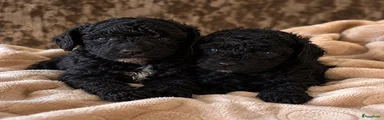 Pup 1