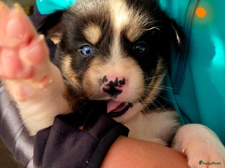 Kruising honden Kruising X Husky pups! Super mooi en leuk! - Advertentie 2