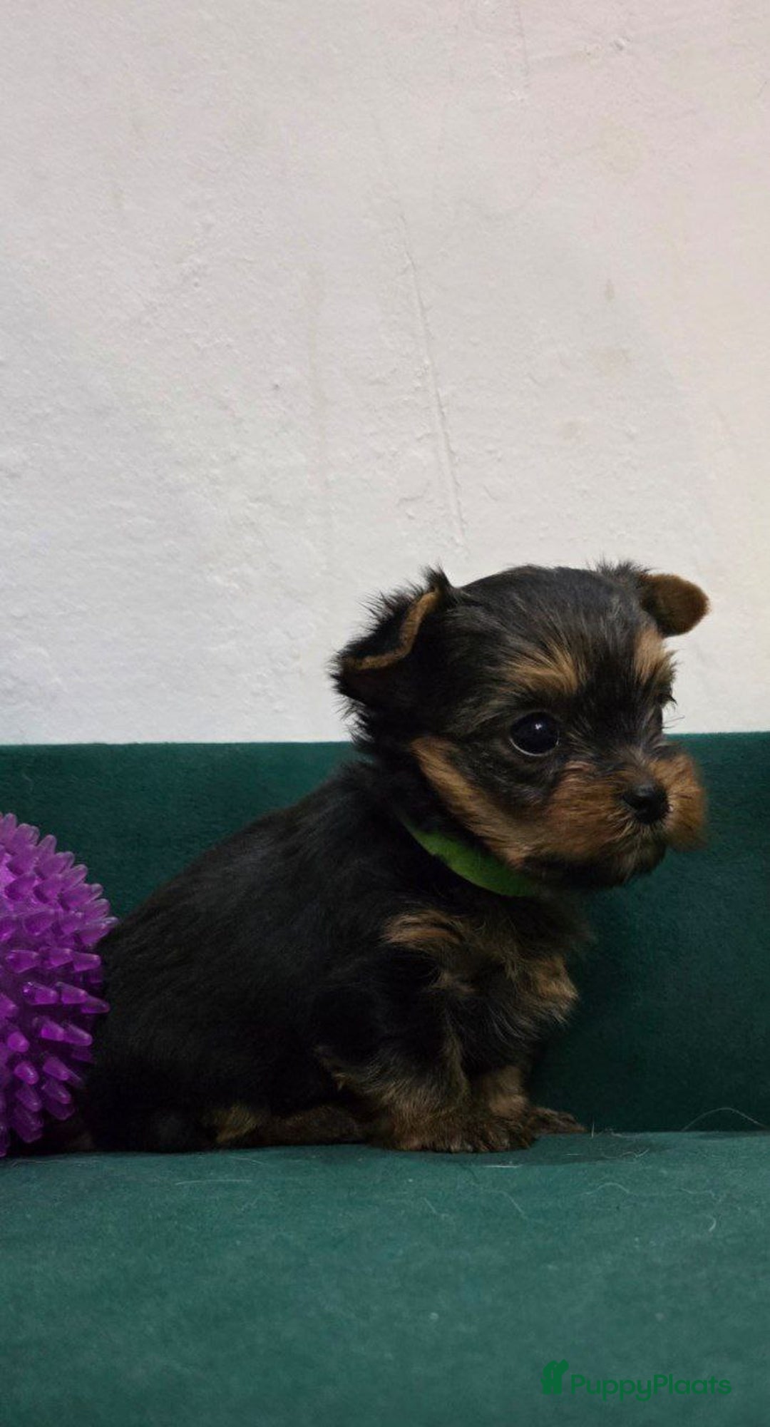 Yorkshire Terriër honden te koop: Yorkshire terriër puppy’s, - Advertentie 2