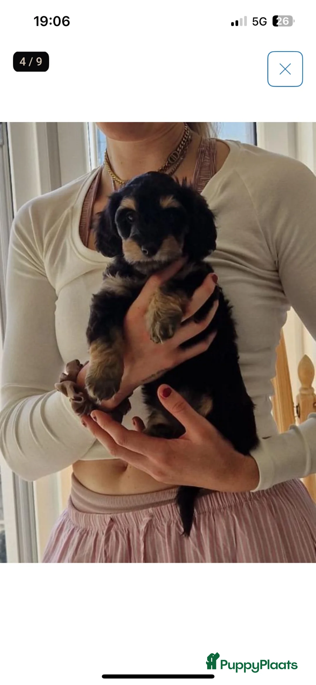 Kruising honden te koop: ✨🐾Teckel X maltezer🐾✨ - Advertentie 8