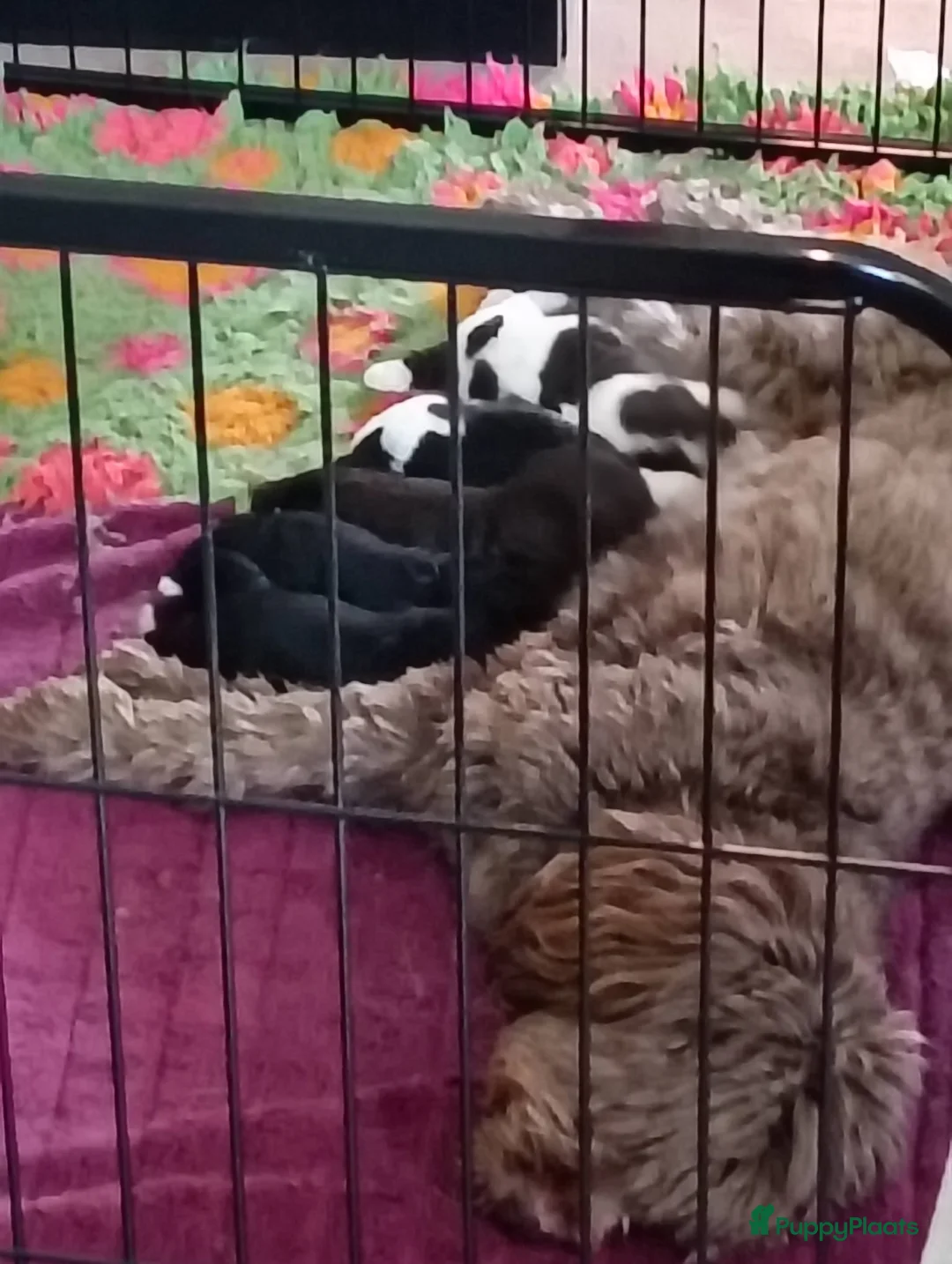 Australian Labradoodle honden te koop: Australische Labradoodles - Advertentie 2