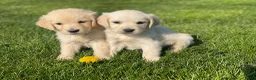 Golden Retriever honden te koop: Golden retriever pups - Advertentie 3