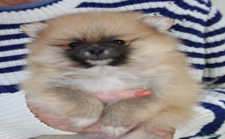 Pomeriaan honden - Advertentie 2