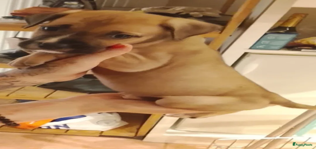 Galerij afbeelding {{count}}