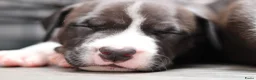 American Staffordshire Terriër honden te koop: Prachtige nestje amstaff pups - Advertentie 9