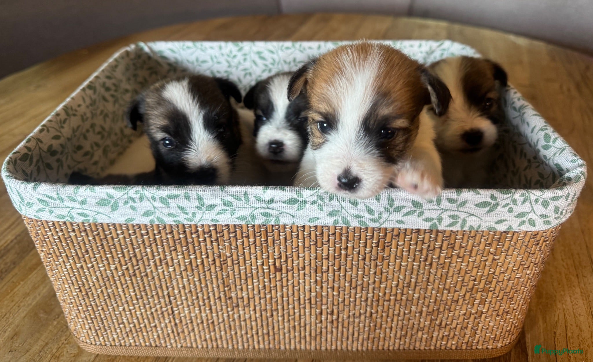 Jack Russel Terriër honden Jack Russel pups te koop met stamboom - Advertentie 3