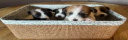 Jack Russel Terriër honden te koop: Jack Russel pups te koop met stamboom - Advertentie 2
