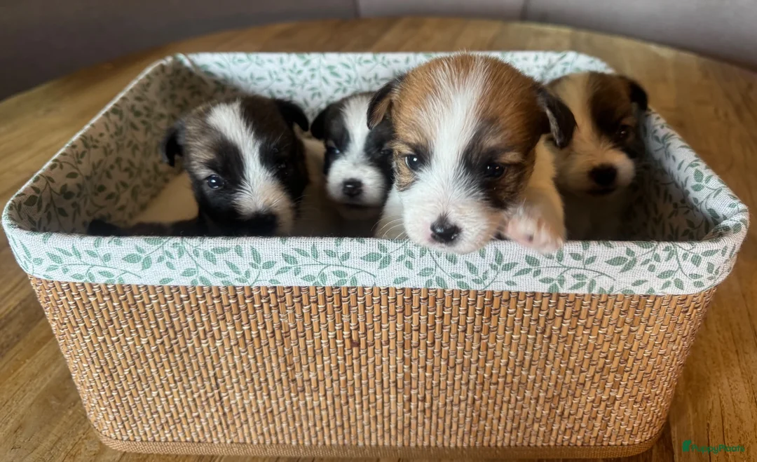 Jack Russel Terriër honden te koop: Jack Russel pups te koop met stamboom - Advertentie 2