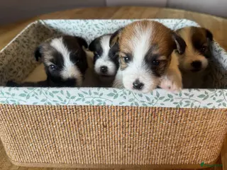 Jack Russel Terriër honden Jack Russel pups te koop met stamboom - Advertentie 3