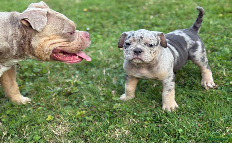 Amerikaanse Bully honden - Advertentie 1