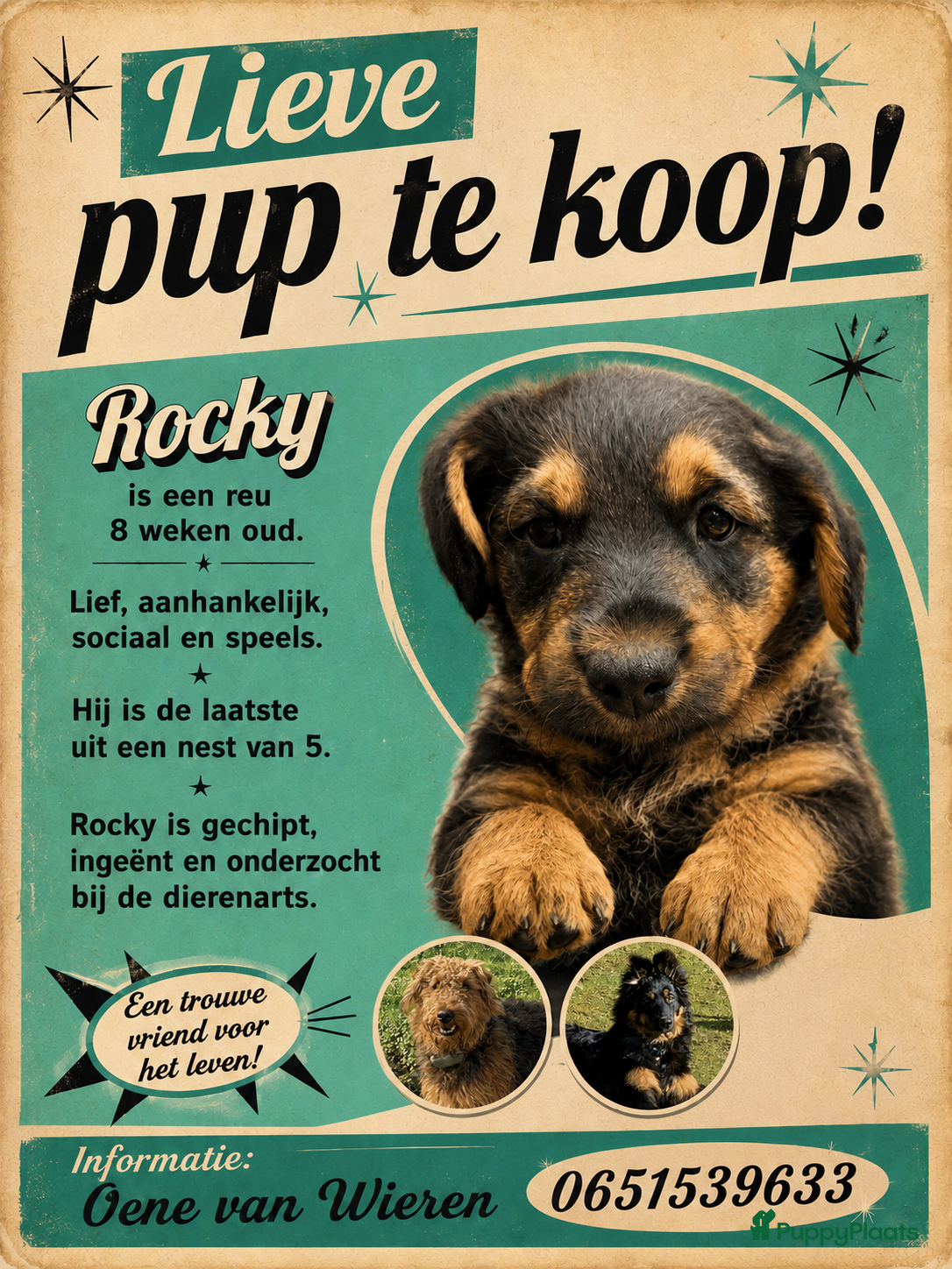 Kruising honden te koop: Nog 1 lieve pup te koop in Niebert - Advertentie 1
